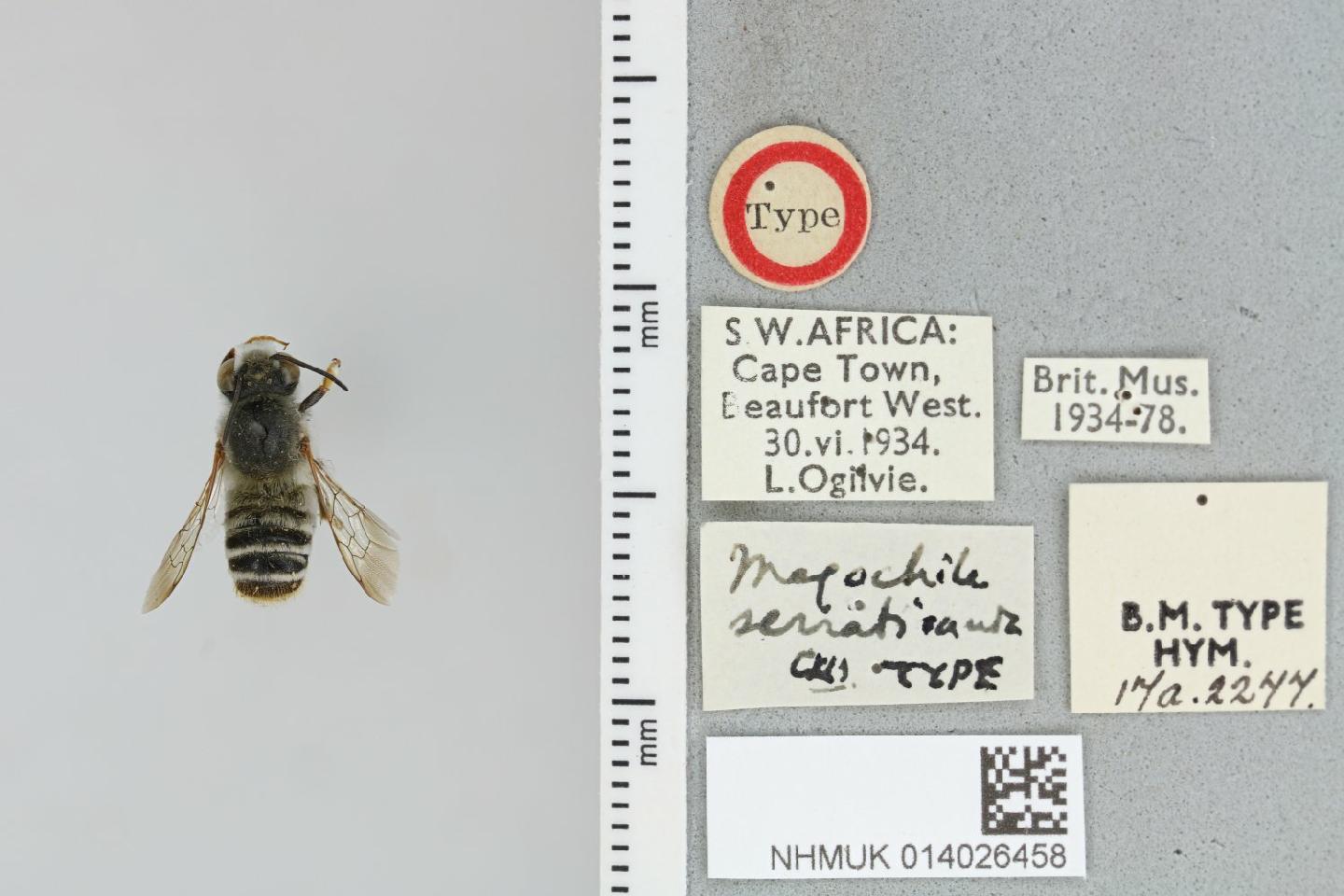 Megachile serraticauda thumbnail
