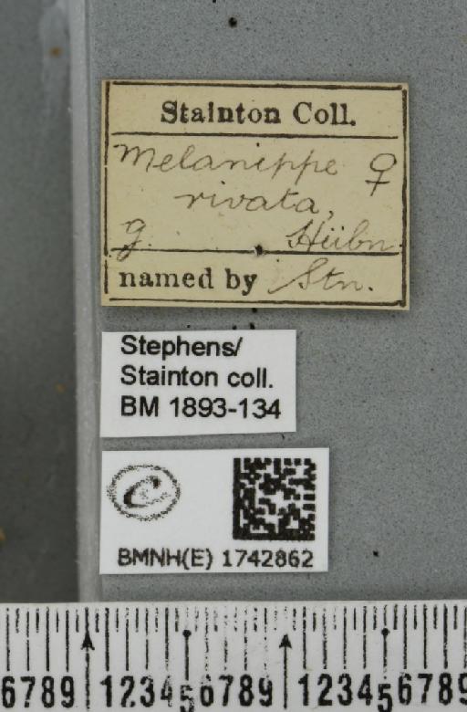 Epirrhoe rivata (Hübner, 1813) - BMNHE_1742862_label_325228