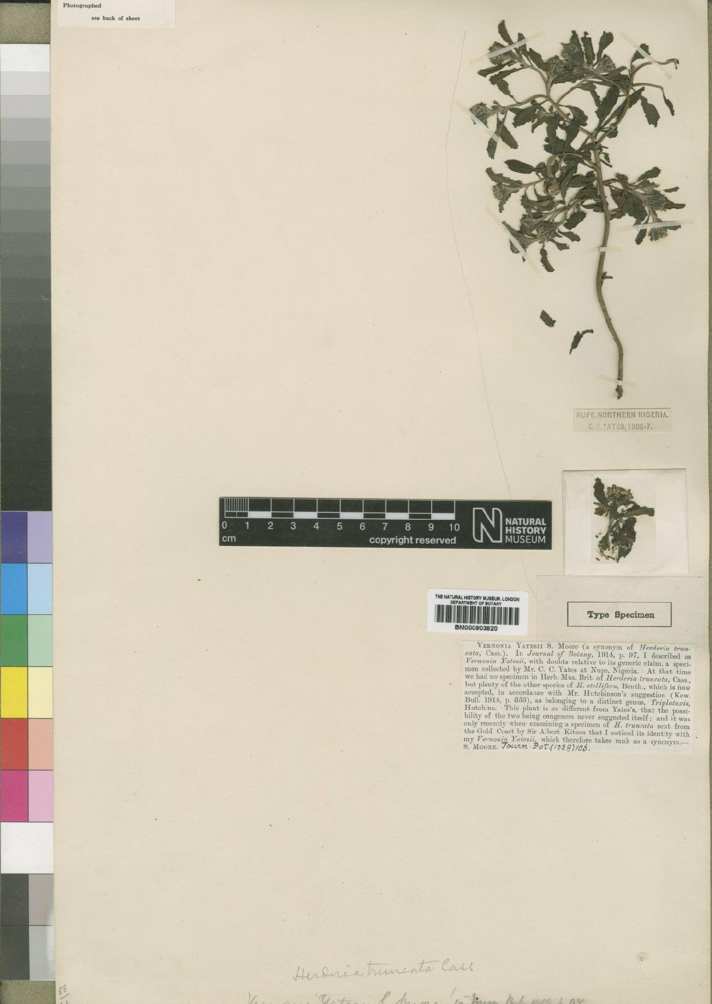 To NHMUK collection (Herderia truncata Cass; Type; NHMUK:ecatalogue:4528884)