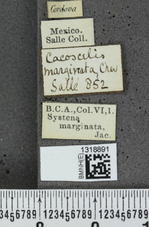 Systena marginata Jacoby, 1884 - BMNHE_1318891_label_26269