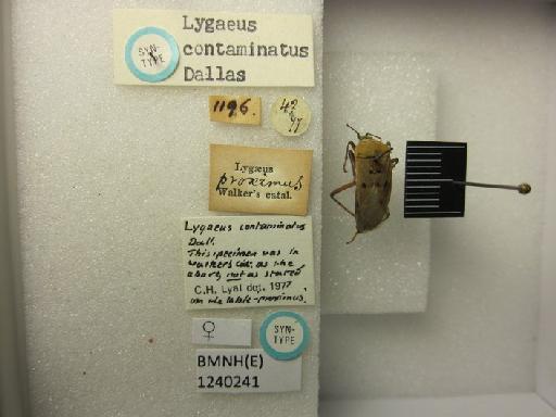 Lygaeus contaminatus Dallas, 1852 - Lygaeus contaminatus-BMNH(E)1240241-Syntype female dorsal & labels 2