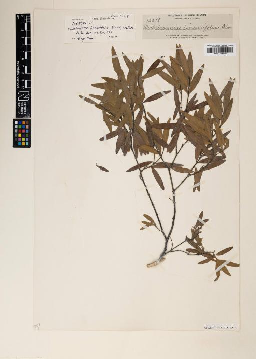 Wikstroemia linearifolia Elmer - 000951180