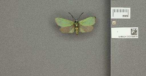 Adscita (Adscita) statices statices (Linnaeus, 1758) - 015189878_additional