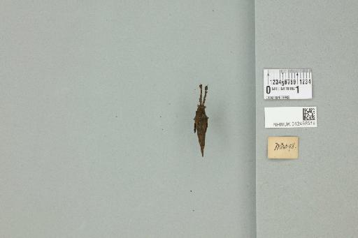 Tripetalocera ferruginea Westwood, 1834 - 012498519_reverse_1