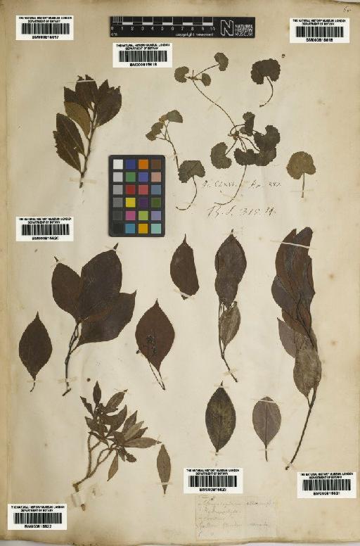 Lauraceae Juss. - BM000815623