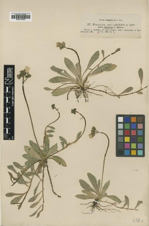 Hieracium longiscapum subsp. fulvescens Nägeli & Peter - BM001047531
