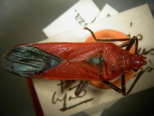 Caenocoris floridulus Distant, 1918 - Hemiptera: Thunbergia Flo