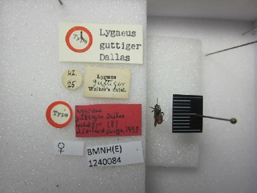 Lygaeus guttiger Dallas, 1852 - Lygaeus guttiger-BMNH(E)1240084-Lectotype female dorsal & labels 2