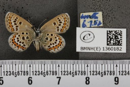 Plebejus argus argus ab. magnipuncta Tutt, 1909 - BMNHE_1360182_154543