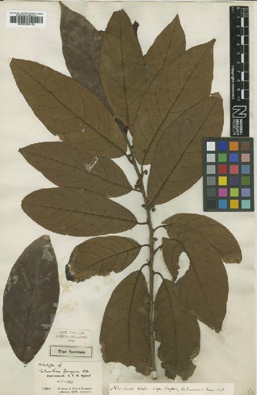 Litsea ferruginea Blume - BM000990161