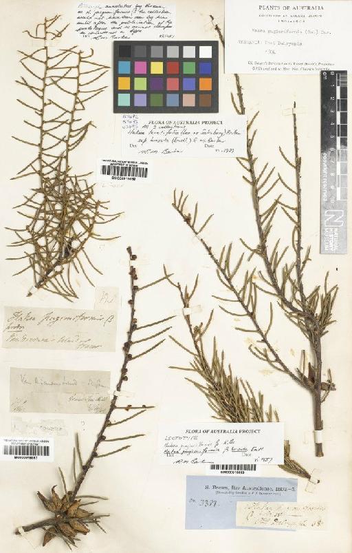 Hakea teretifolia subsp. hirsuta (Endl.) R.M.Barker - BM000915659