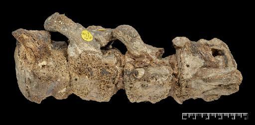 Scelidotherium leptocephalum Owen, 1840 - NHMUK PV M 82206 H (3).tif