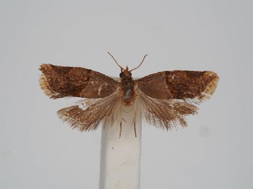 Argyrotaenia liobathra Meyrick - Diplocalyptis_liobathra_Meyrick_1923_Holotype_BMNH(E)#1055402_image001