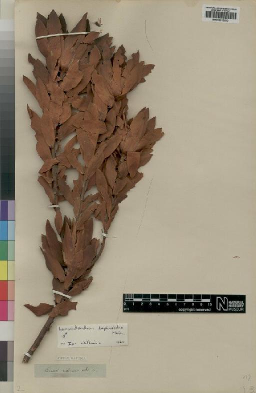 Leucadendron daphnoides (Thunb.) Meisn. - BM000910600