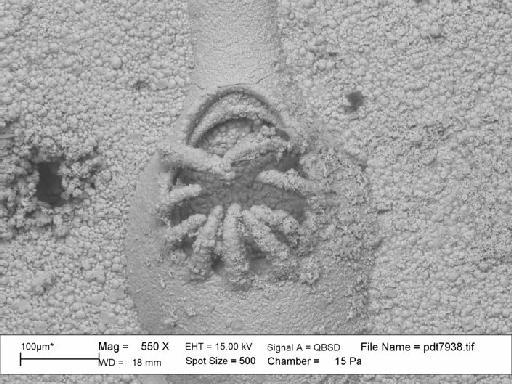 Electra dentata (Wood) - BZ 5452. Electra dentata (pdt 7938)