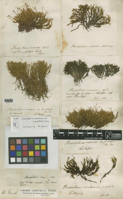 Racomitrium canescens (Hedw.) Brid. - BM000670374_a