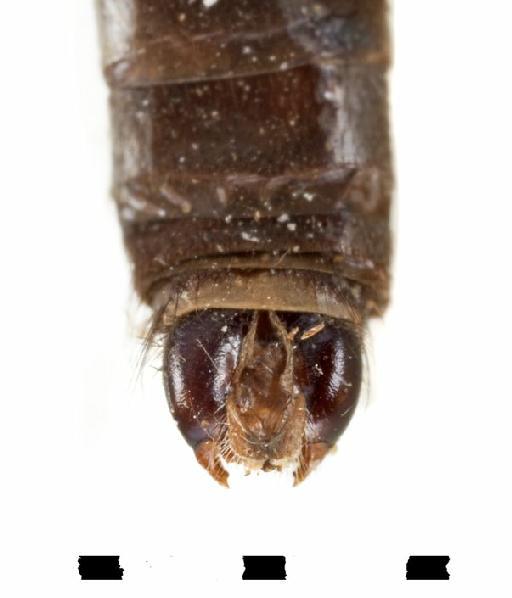 Ommatius hecale Walker, 1849 - Ommatius hecale terminalia