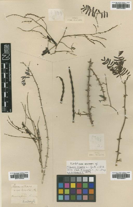 Prosopis cineraria (L.) Druce - BM000946906