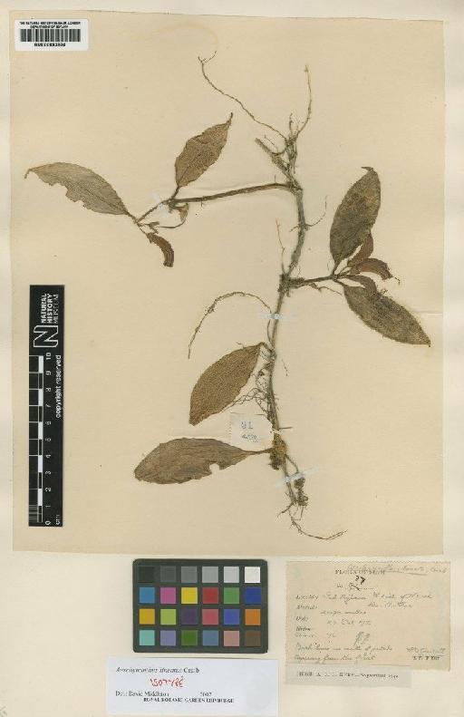 Aeschynanthus lineatus Craib - BM000883924