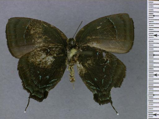 Lepidoptera Linnaeus, 1758 - NHMUK010891011_Theritas_phegeus_Hewitson_lectotype_Ventral