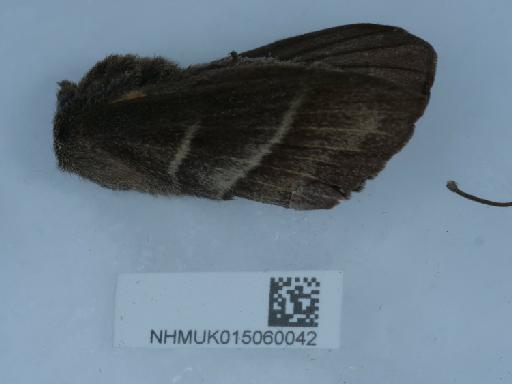 Macrothylacia rubi (Linnaeus, 1758) - 015060042_1