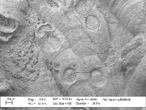 Hederella thedfordensis Bassler, 1939 - PI D 30066 – Hederella thedfordensis