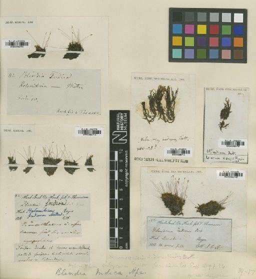 Dicranoweisia indica (Wilson) Paris - BM000965743_a