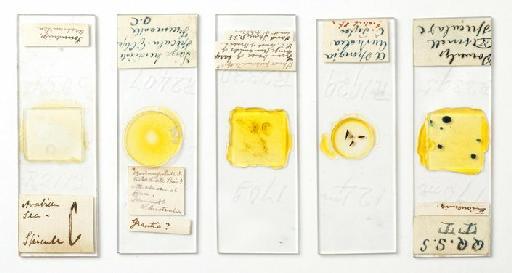 Porifera Grant, 1836 - 192114