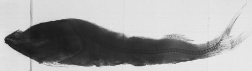 Alepocephalus sp - BMNH 2023.8.20.18, Alepocephalus sp, radiograph