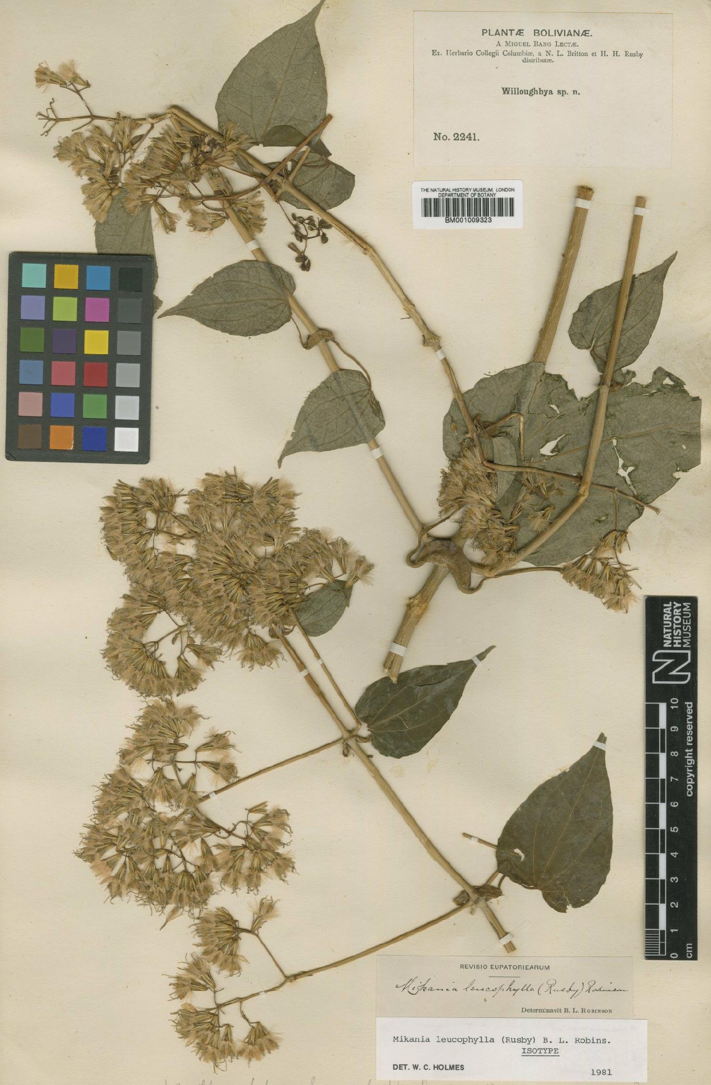 To NHMUK collection (Mikania leucophylla (Rusby) B.L.Rob.; Isotype; NHMUK:ecatalogue:572257)