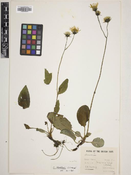 Hieracium shoolbredii Marshall - 000933259
