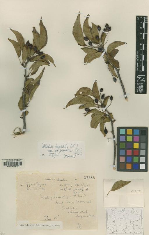 Malus baccata var. ellipsoidea Yu - BM000602197