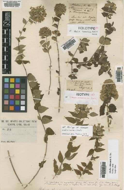 Abelia chinensis R.Br. - BM000945020