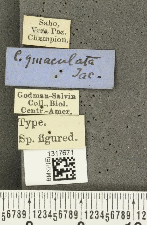 Calligrapha novemmaculata Jacoby, 1882 - BMNHE_1317671_label_17063
