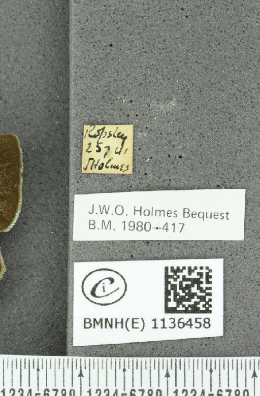 Neozephyrus quercus (Linnaeus, 1758) - BMNHE_1136458_label_94181