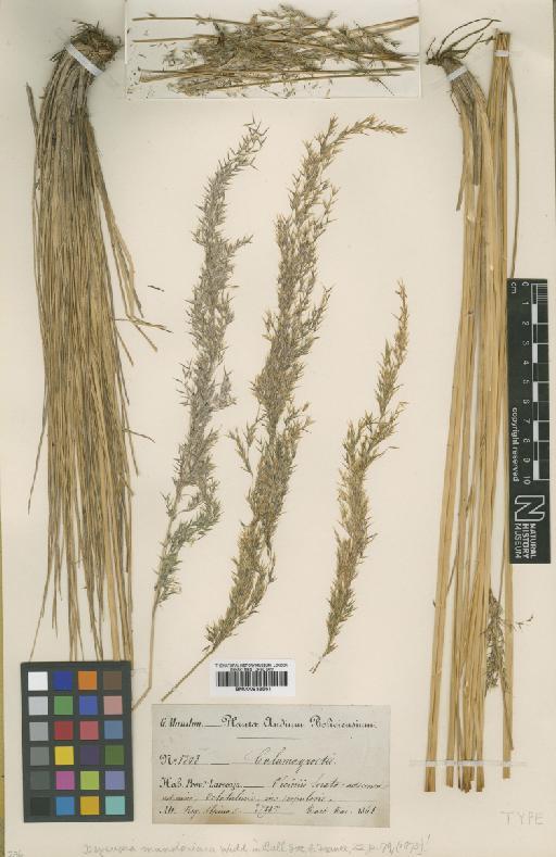 Calamagrostis humboldtiana Steud. - BM000938561