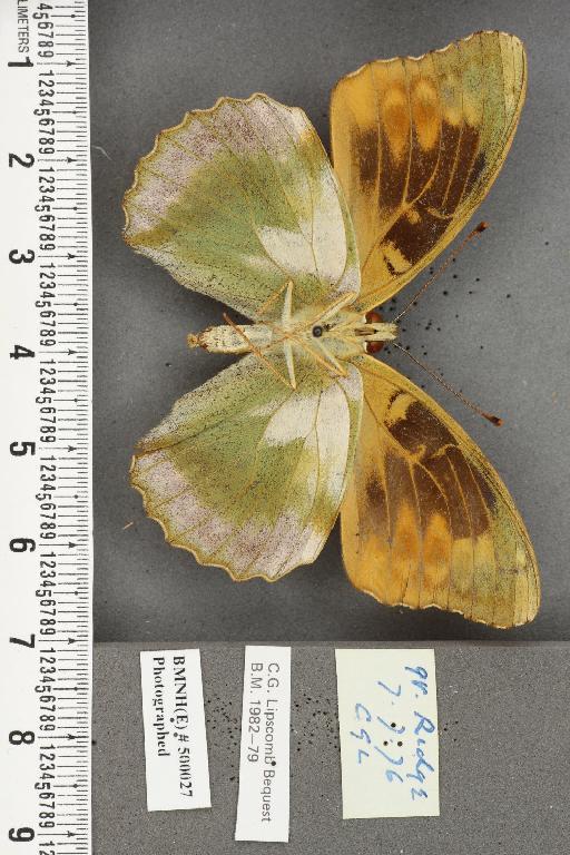 Argynnis paphia ab. ocellata Frings, 1902 - BMNHE_500027_65144