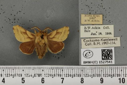 Malacosoma castrensis castrensis (Linnaeus, 1758) - BMNHE_1527541_199169