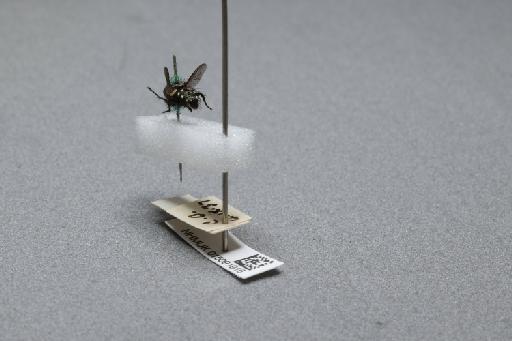 Sarcophaga (Myorhina) nigriventris Meigen, 1826 - 015091916_additional_2