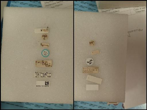 Eurytoma tellis Walker, 1839 - Eurytoma tellis Walker, 1839 NHMUK010198756 female PLT labels