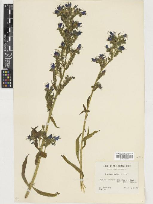 Echium vulgare L. - BM001075929