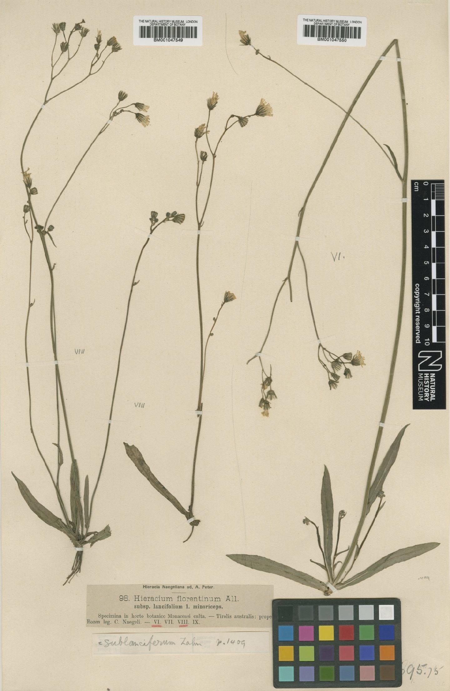 To NHMUK collection (Hieracium florentinum subsp. sublanciferum Zahn; NHMUK:ecatalogue:2768142)