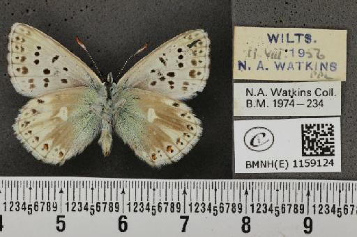 Lysandra coridon ab. postico-obsoleta Tutt, 1910 - BMNHE_1159124_114746