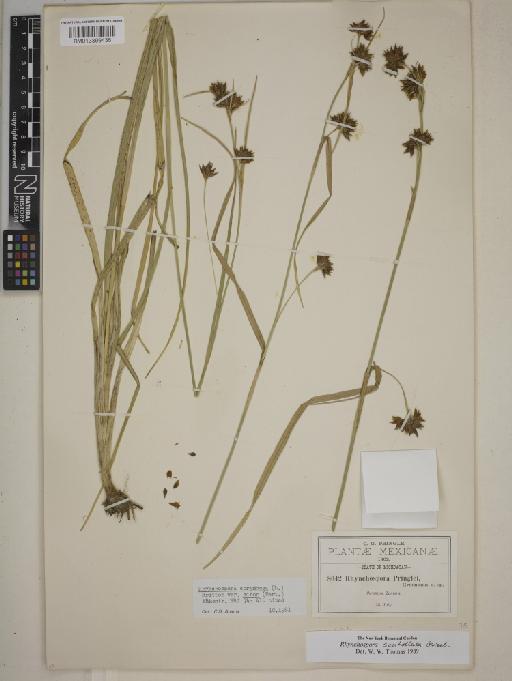 Rhynchospora scutellata Griseb. - BM013399436