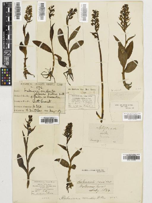 Coeloglossum viride (L.) Hartm. - BM001002385