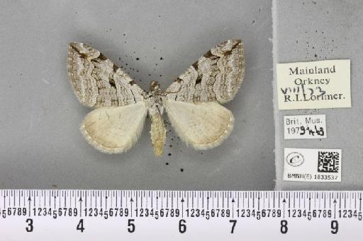 Aplocera plagiata scotica (Richardson, 1952) - BMNHE_1833537_406703