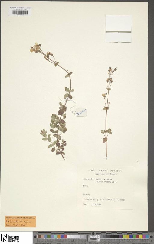 Hypericum pulchrum L. - BM001201992