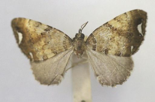 Nebula diana (Butler, 1882) - Cidaria diana Butler type 1325518