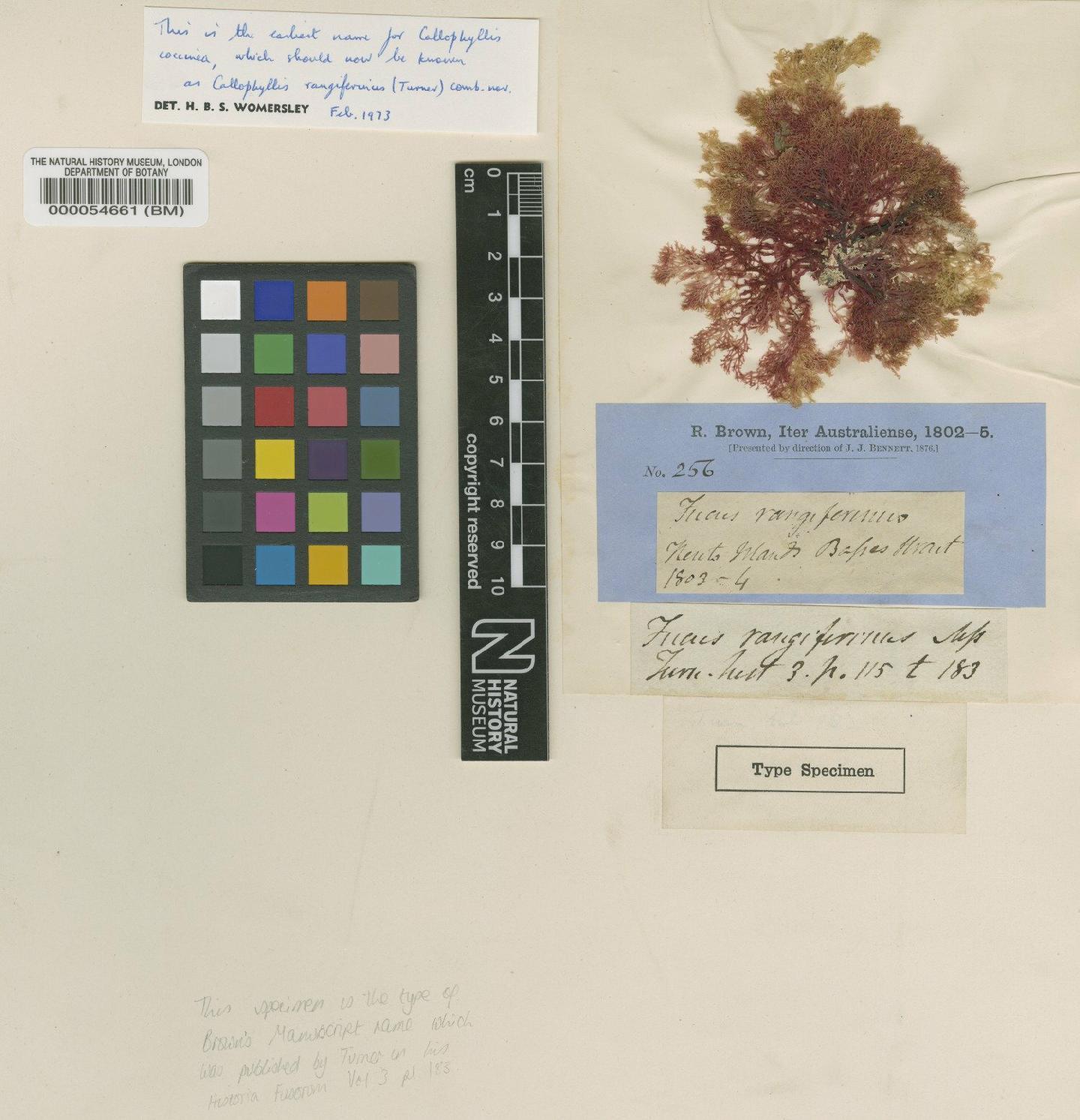 To NHMUK collection (Fucus rangiferina R.Br. ex Turner; Type; NHMUK:ecatalogue:4780608)