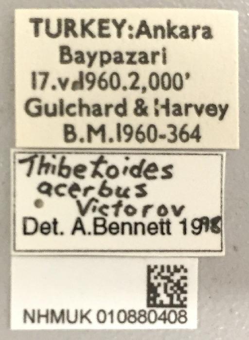 Thibetoides acerbus Viktorov, 1964 - Thibetoides_acerbus_010880408_labels